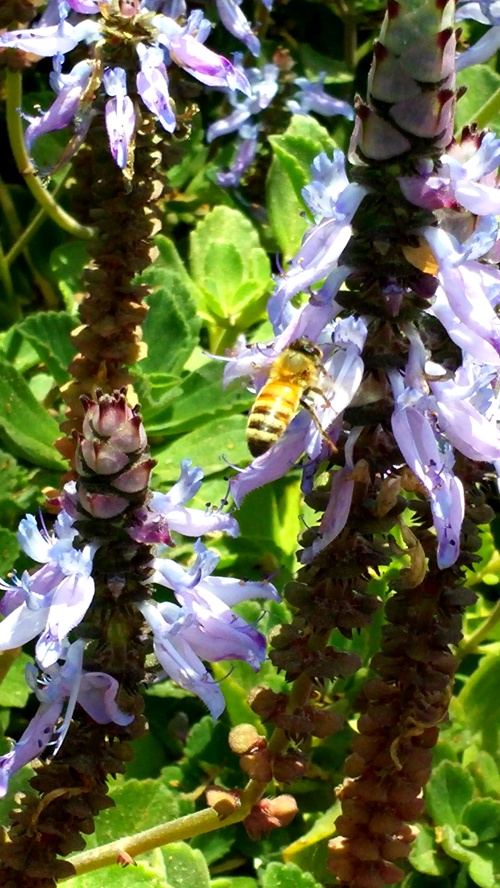 bees in lavender.jpg